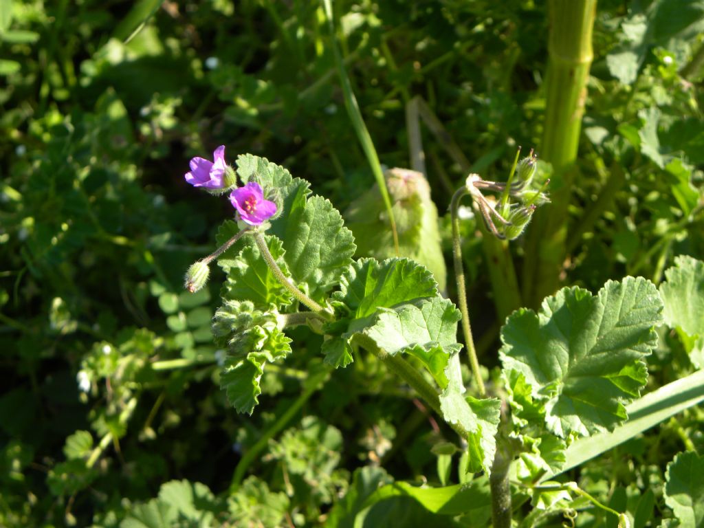 Erodium malacoides?  S |